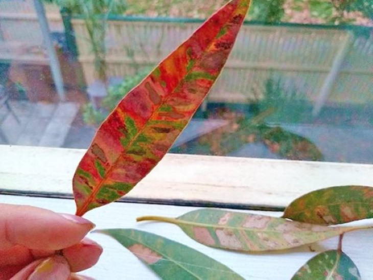 Only in Australia gum tree leaf in Australia
