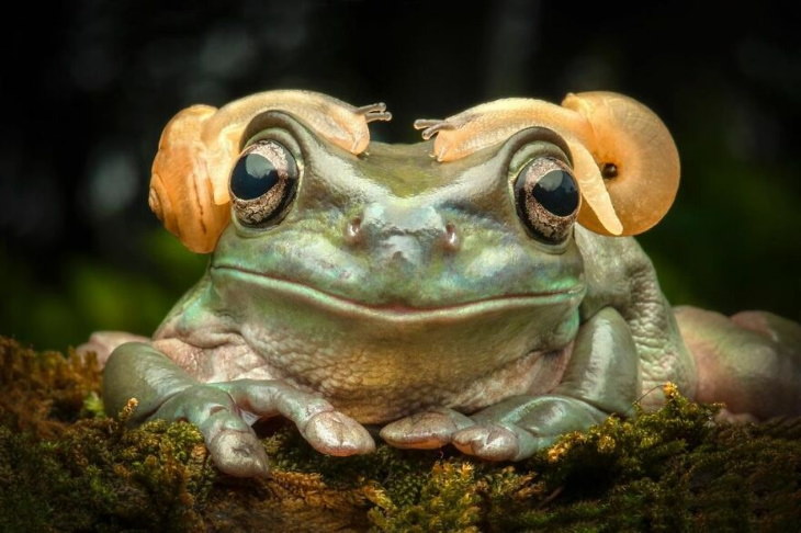 Frog Photos by Ajar Setiadi