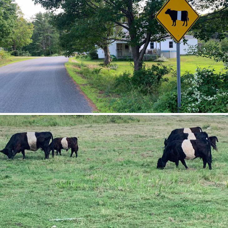 Funny Signs cow sign