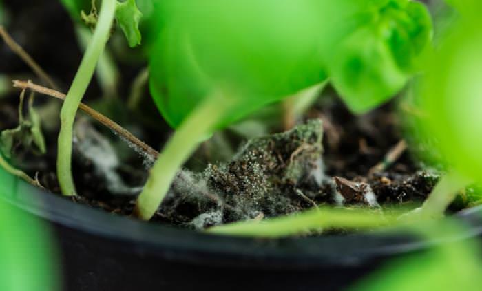 mold on plant soil