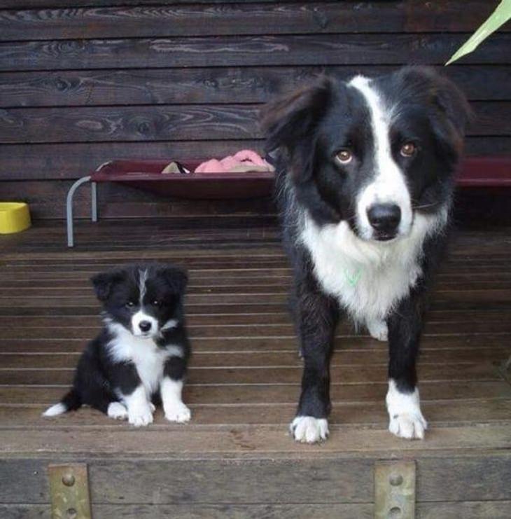 Pets With Their Cute Little Babies, 