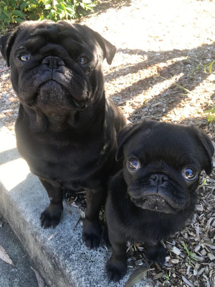 Pets With Their Cute Little Babies, pug