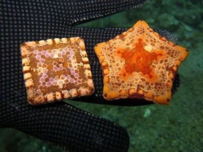 square starfish