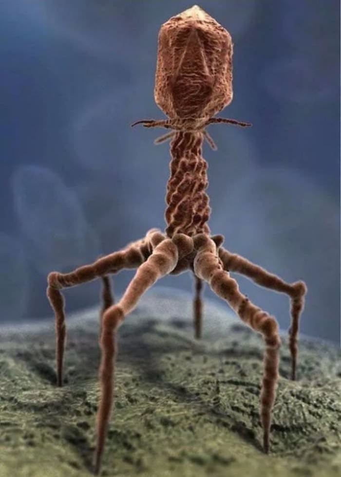 A virus under an electron microscope