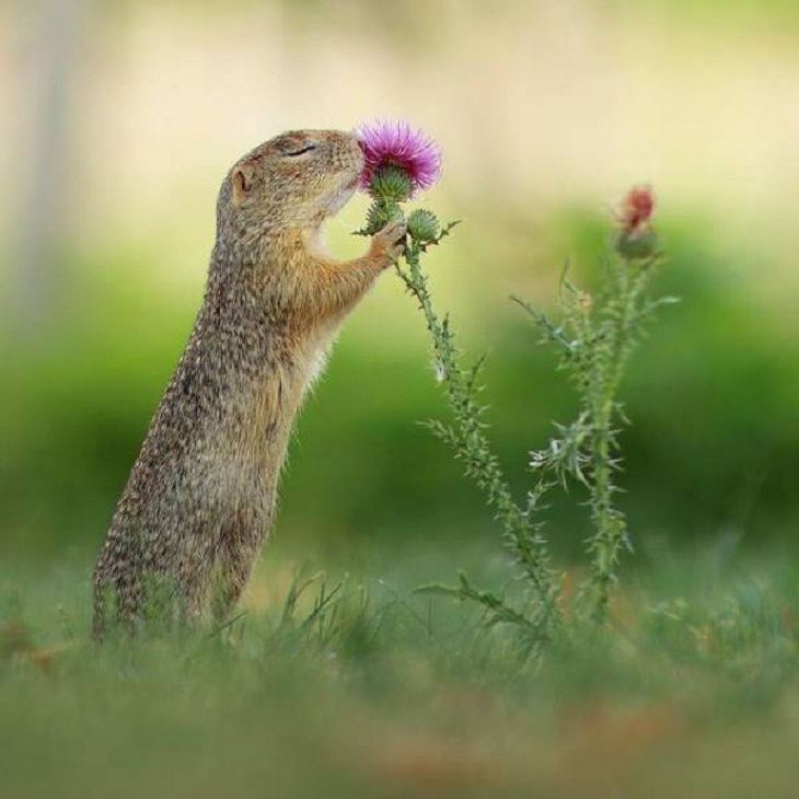 Charming Animal Pics, flower