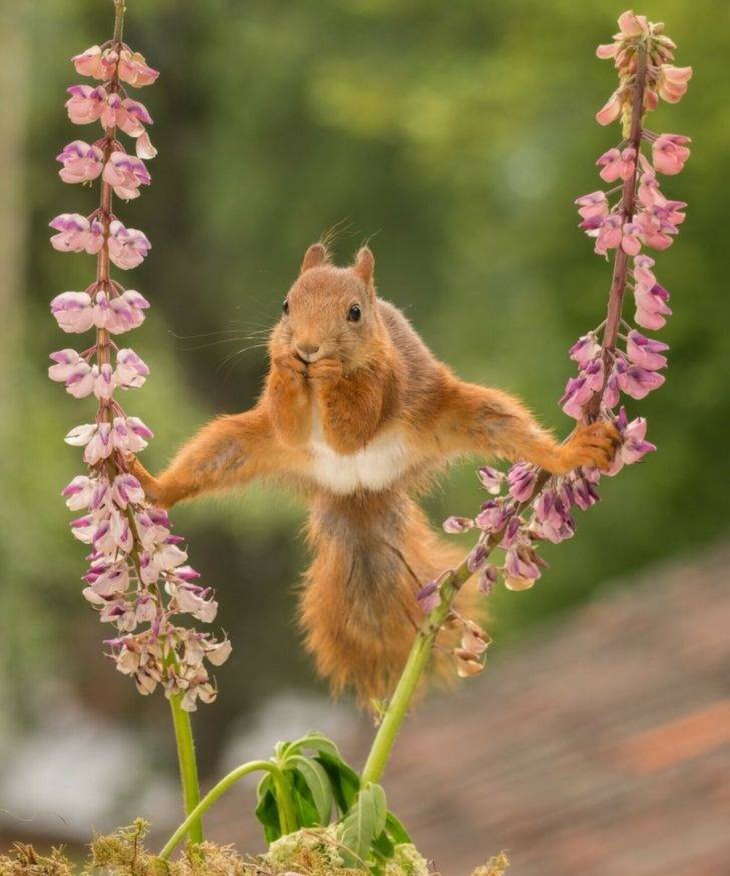 Charming Animal Pics, squirrel 
