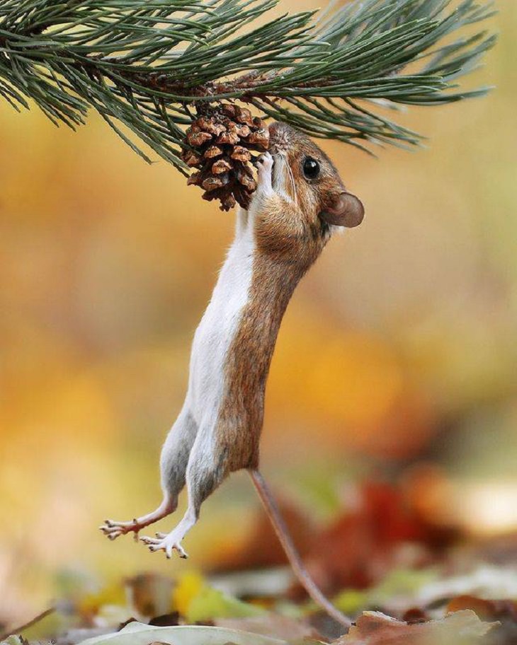 Charming Animal Pics, squirrel 