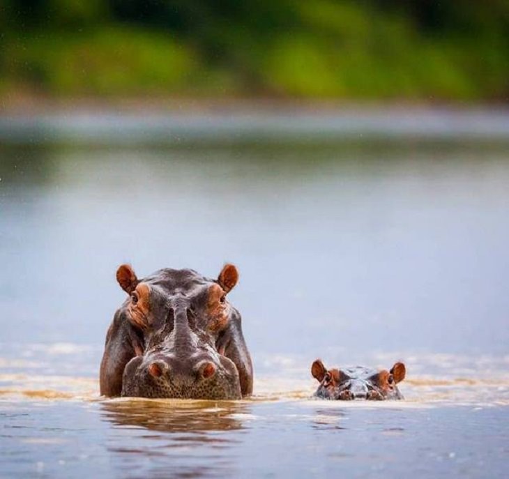 Charming Animal Pics, hippos