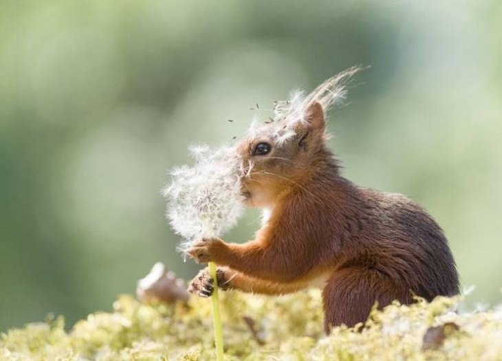 Charming Animal Pics, SNEEZE