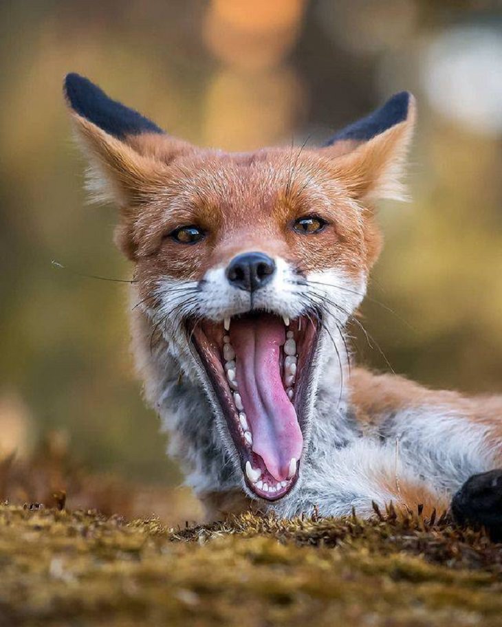 Charming Animal Pics, fox, teeth