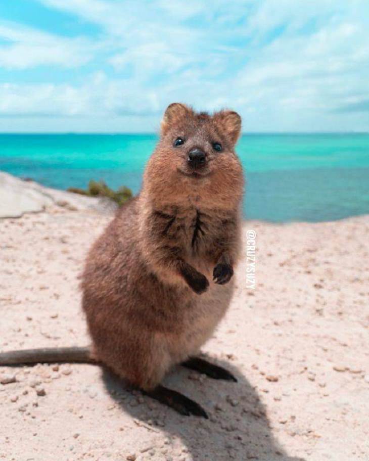 Charming Animal Pics, quokka 