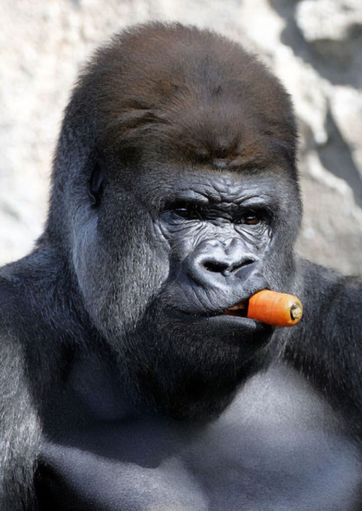Funny Monkeys and Apes gorilla eating a carrot