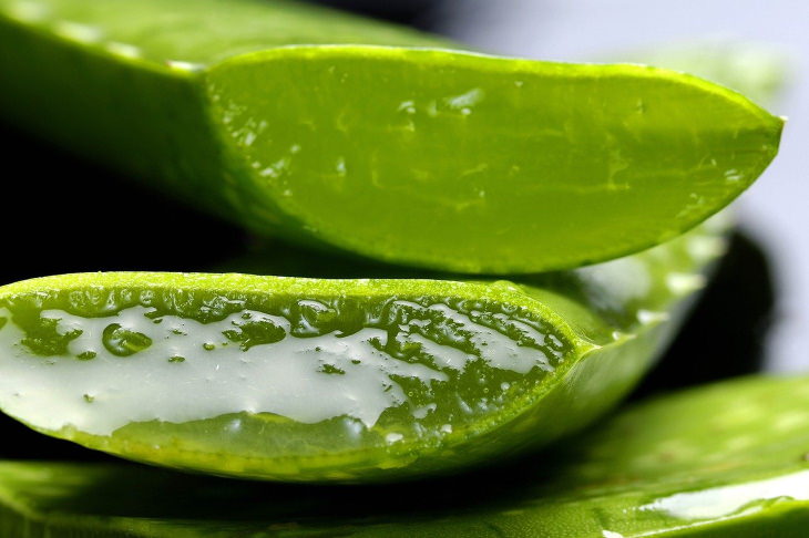 Home Remedies For Poison Ivy  Aloe vera