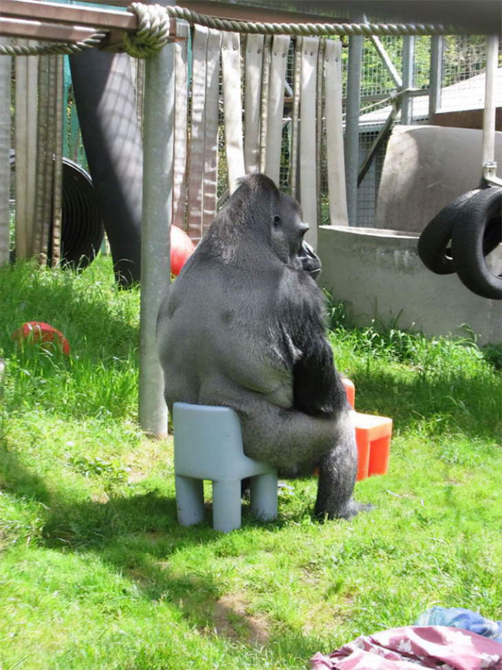 Funny Monkeys and Apes gorilla sitting on a baby chair
