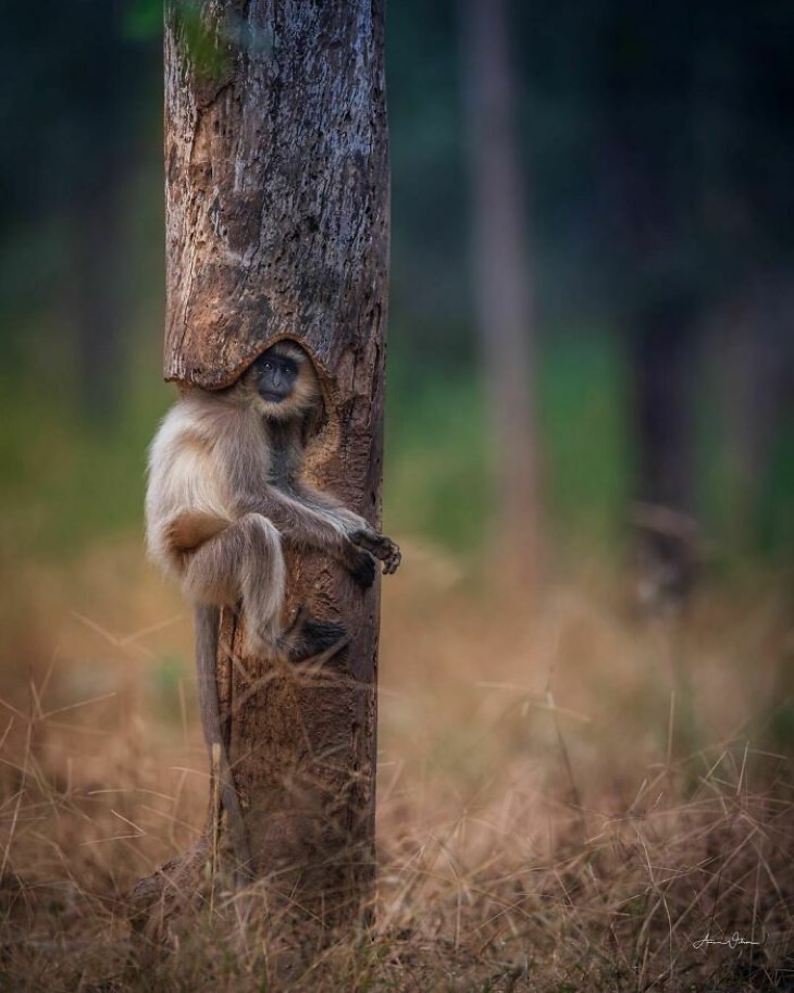 Funny Monkeys and Apes blending into the environment
