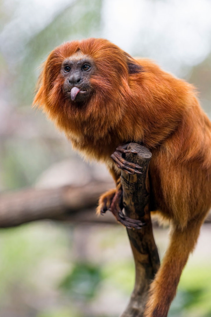 Chimpanzee Sitting Funny Pose Stock Photo 196763159 | Shutterstock