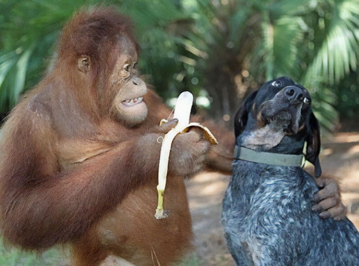 Funny Monkeys and Apes orangutan offering banana to dog