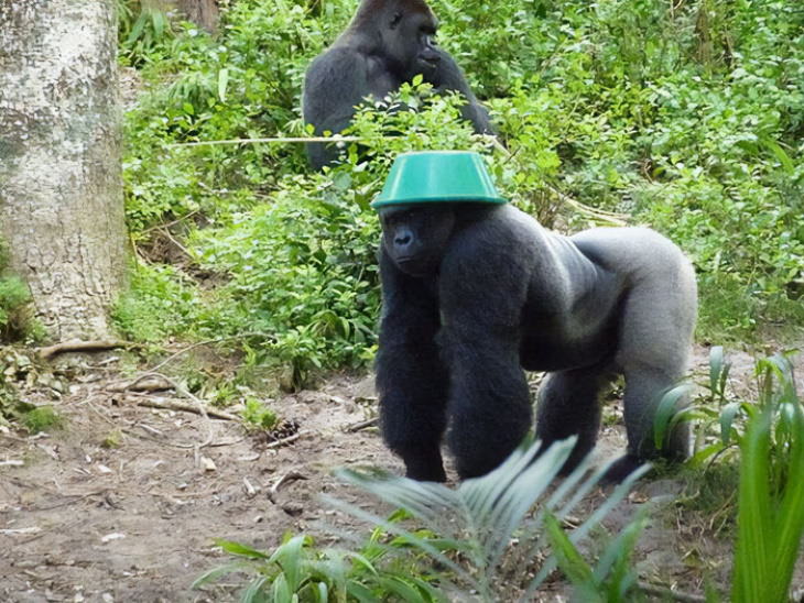 Funny Monkeys and Apes gorilla wearing a washbasin as a hat