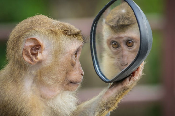 Funny Monkeys and Apes looking at a mirror