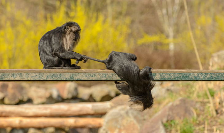 Funny Monkeys and Apes holding tail