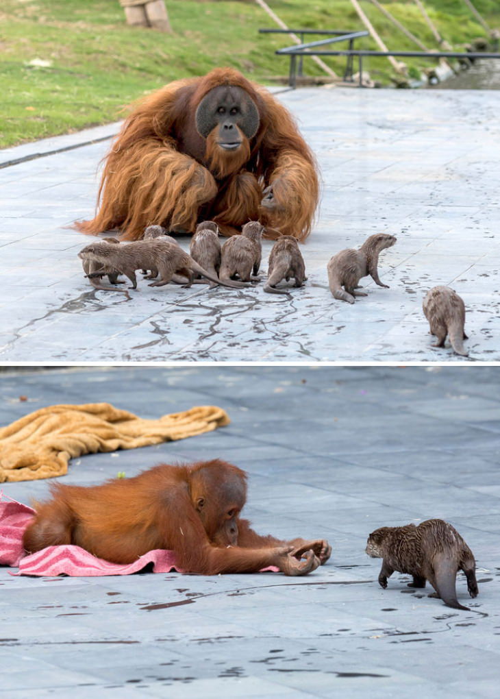 Baby orangutan in a funny pose Stock Photo | Adobe Stock