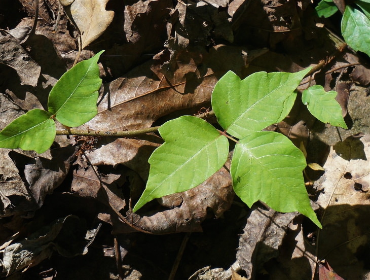 Poison ivy: Home remedies and how to recognize it