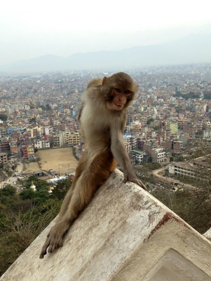 Funny Monkeys and Apes posing for picture