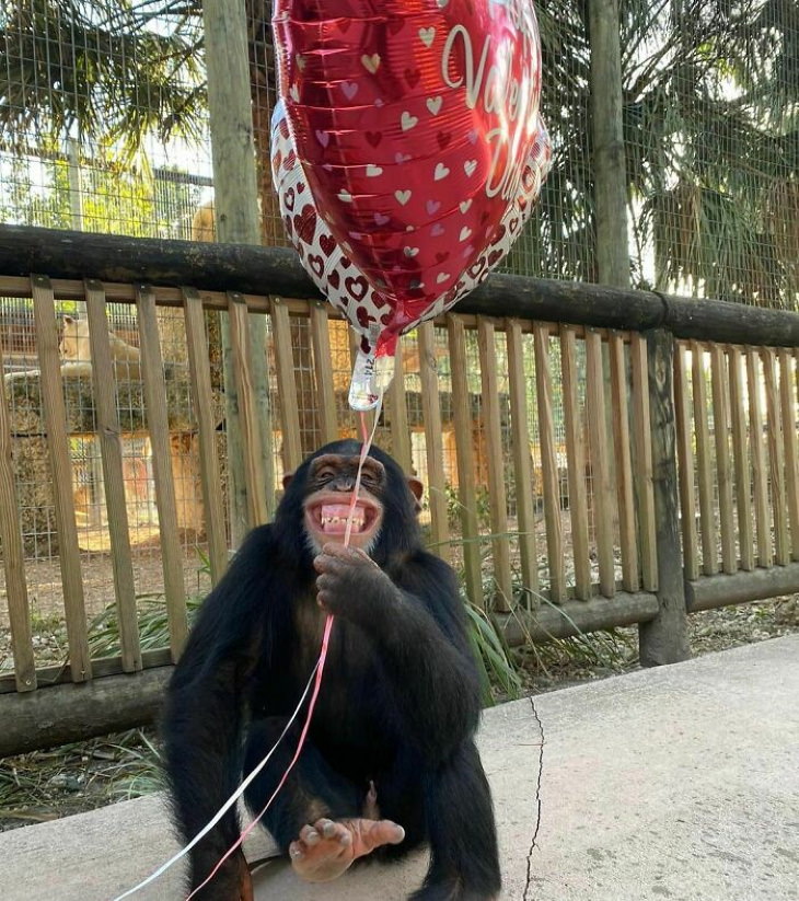 Funny Monkeys and Apes chimpanzee Valentine's Day