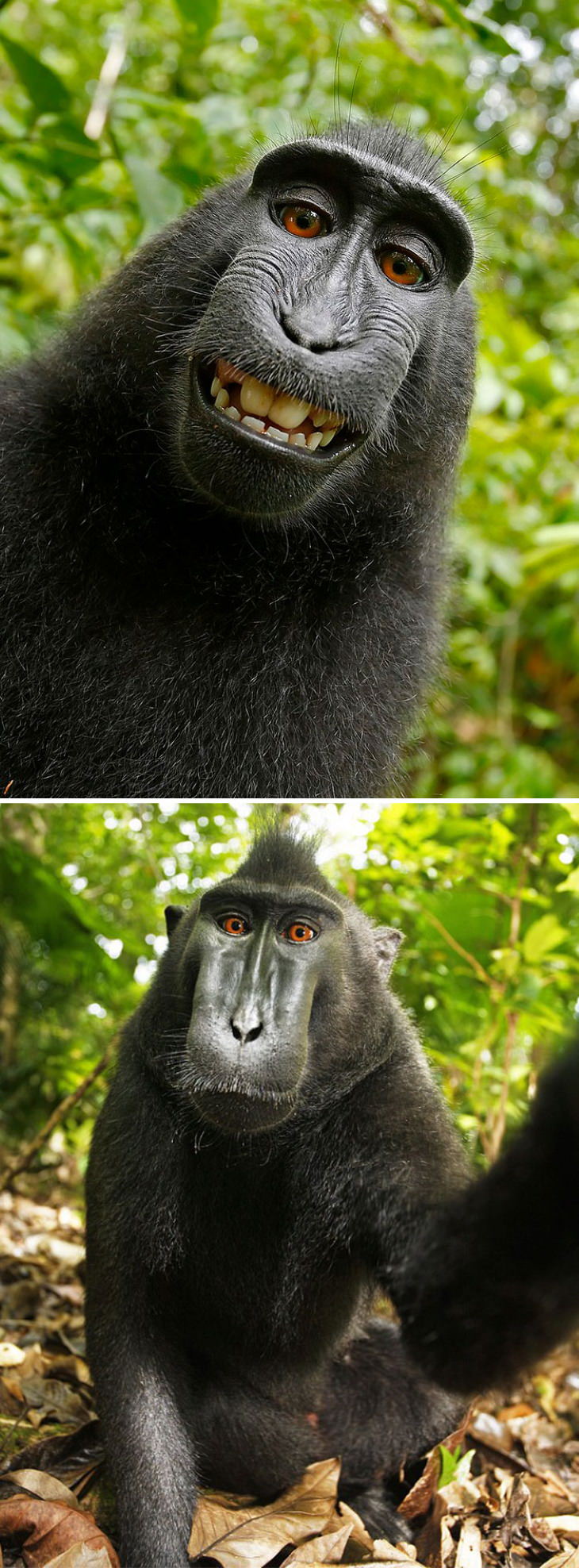 Funny Monkeys and Apes ape selfie