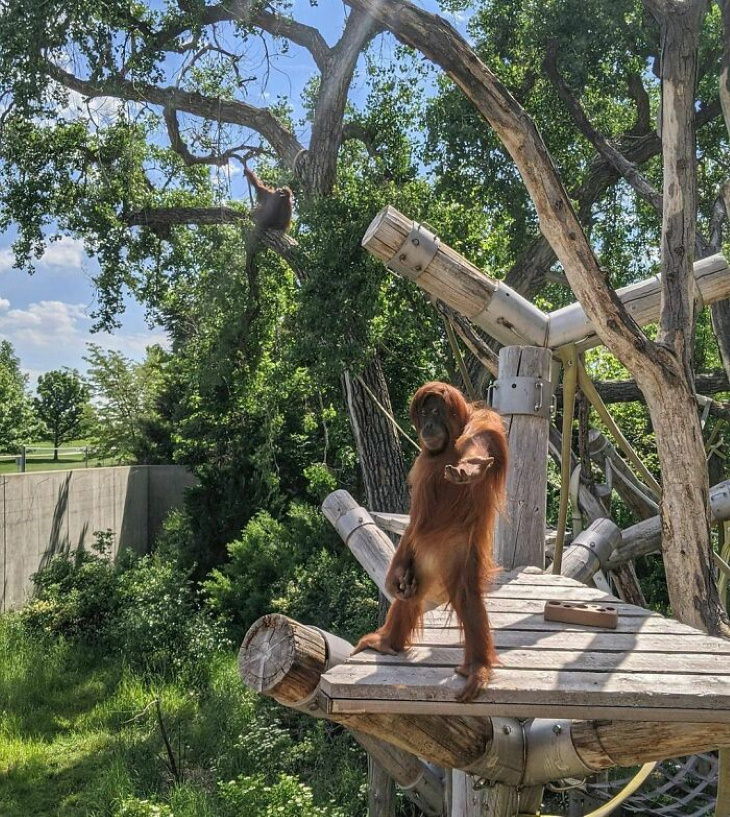 Funny Monkeys and Apes orangutan reaching out