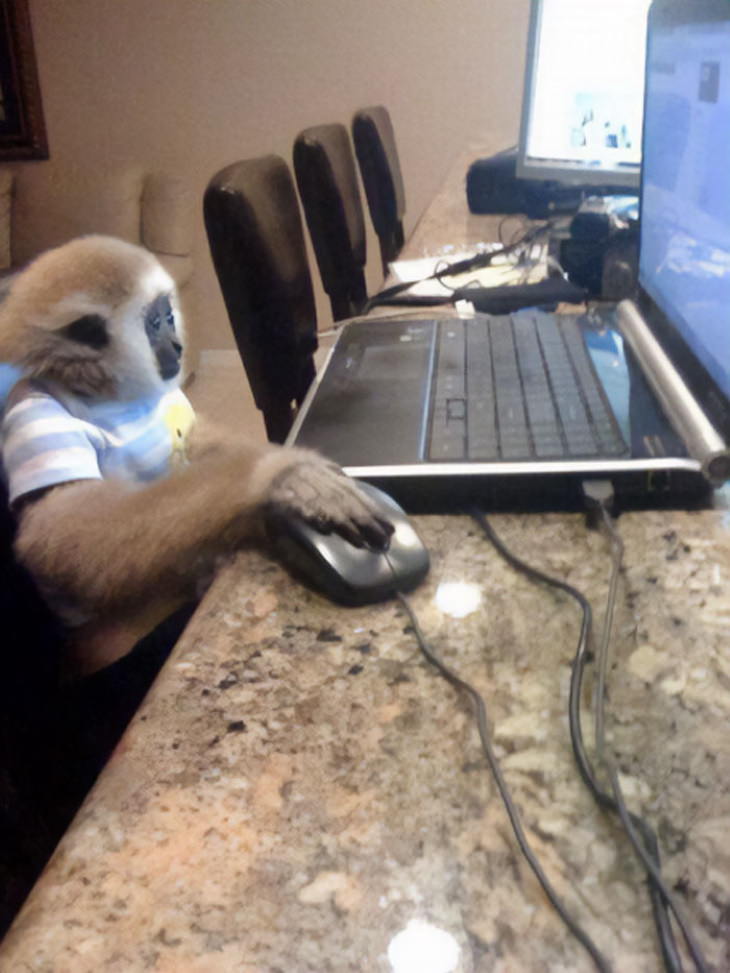 Funny Monkeys and Apes Monkeying around on the computer