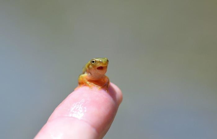 frog on finger