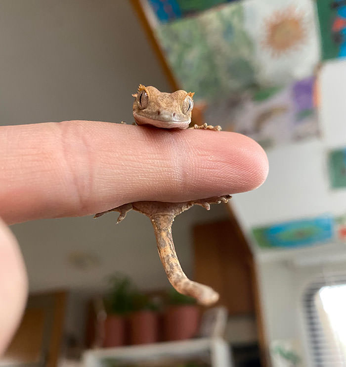 lizard hanging on fingers