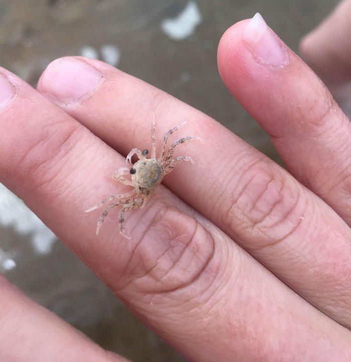 tiny crab on fingers
