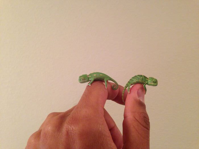 two chameleons on finger