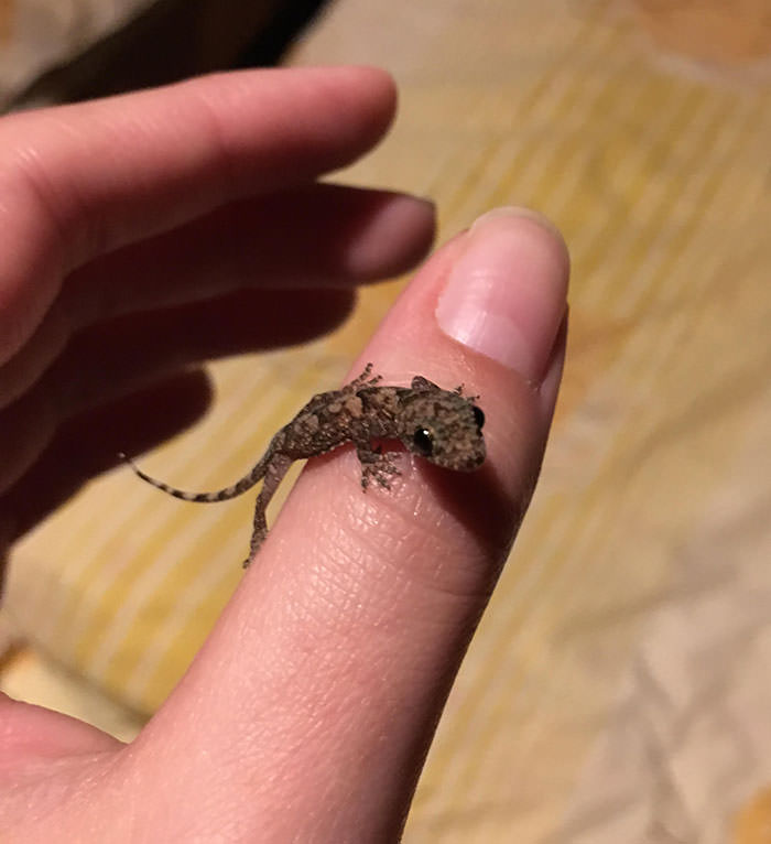cute lizard sitting on finger