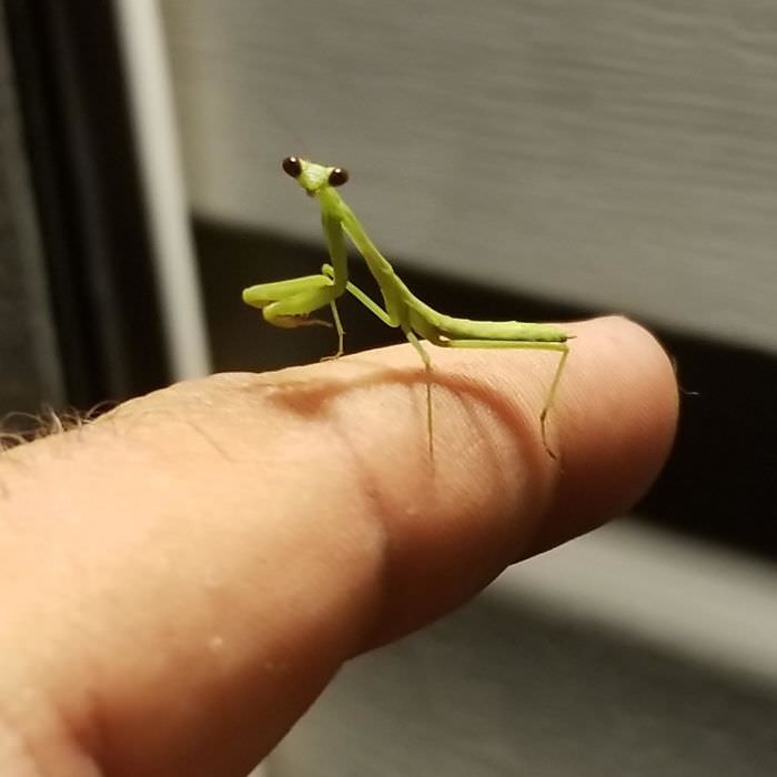 praying mantis on fingers