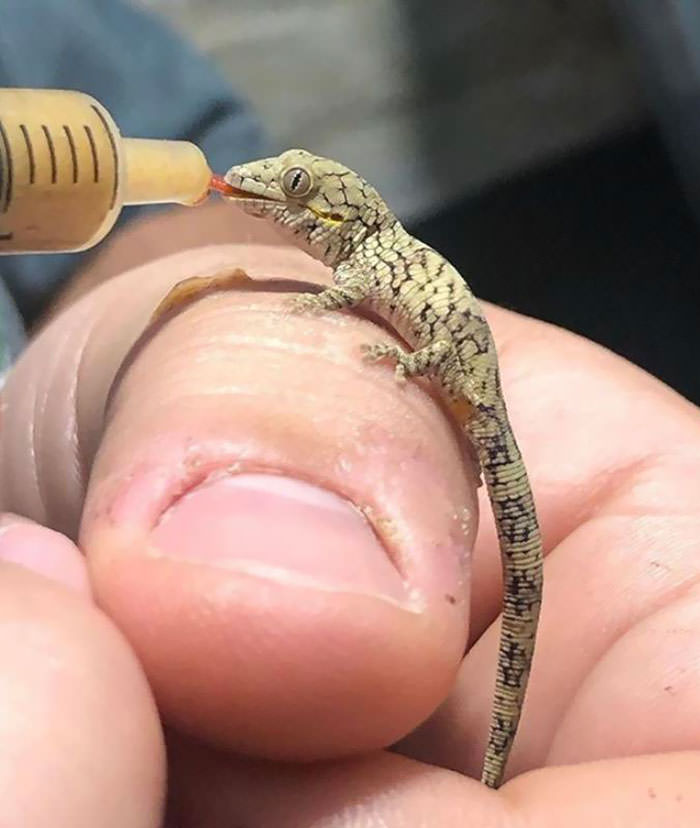 tiny lizard feeding