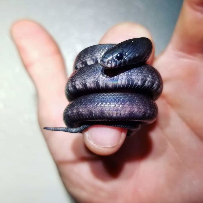 tiny black snake wrapped on finger