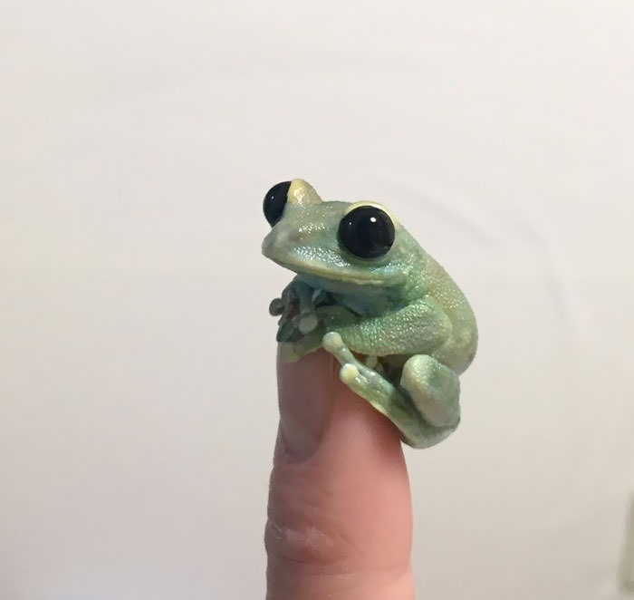 big eyed frog on finger