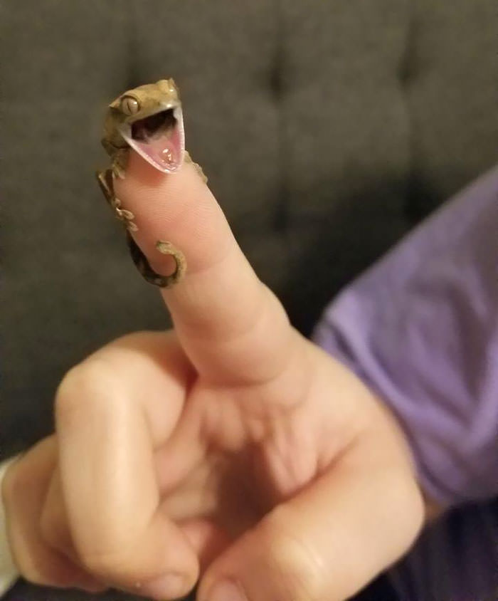tiny lizard on finger