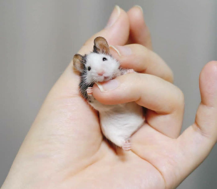 tiny hamster in palm of hand