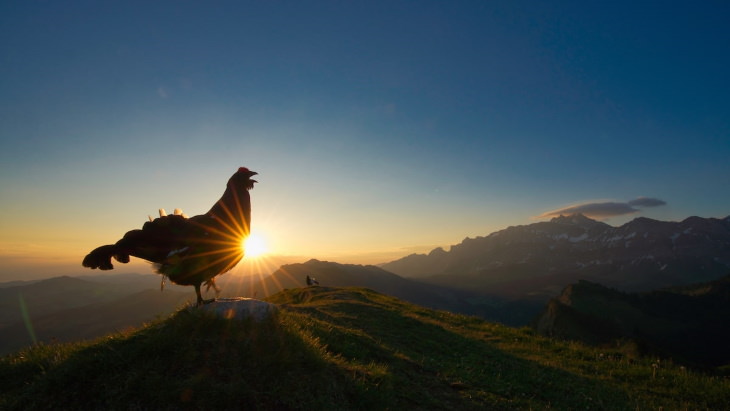 2021 Bird Photographer of the Year Contest Winners “Morning Lek” by Levi Fitze