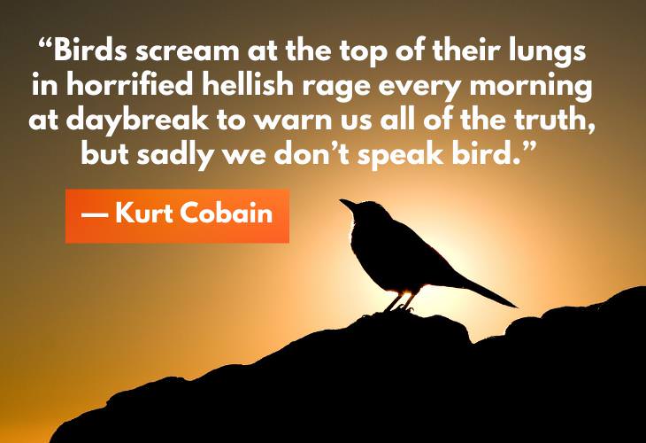Funny Good Morning Quotes, birds