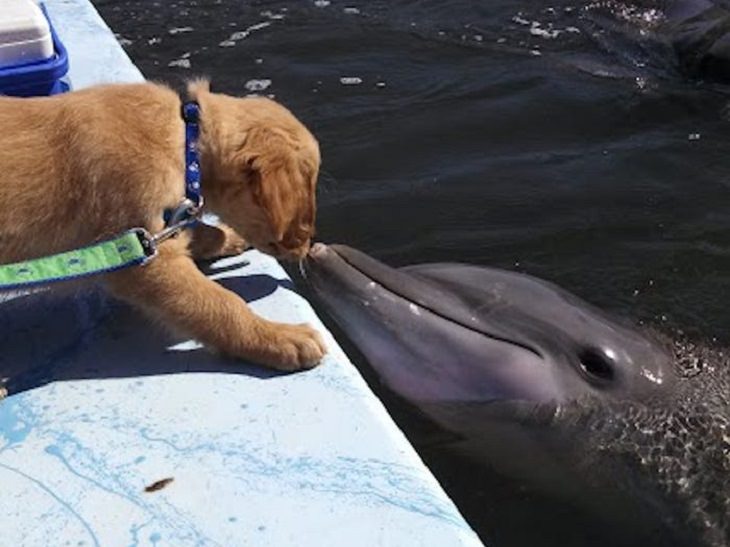 Funny Animal Stories, friendship between a dog and a dolphin