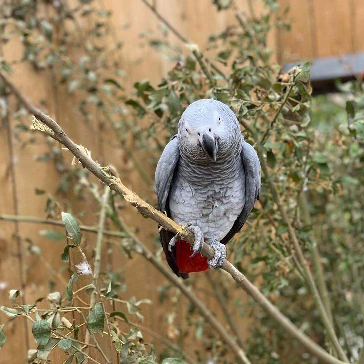 Funny Animal Stories, Parrots