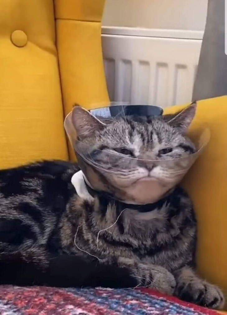 Funny Animals cat in a cone