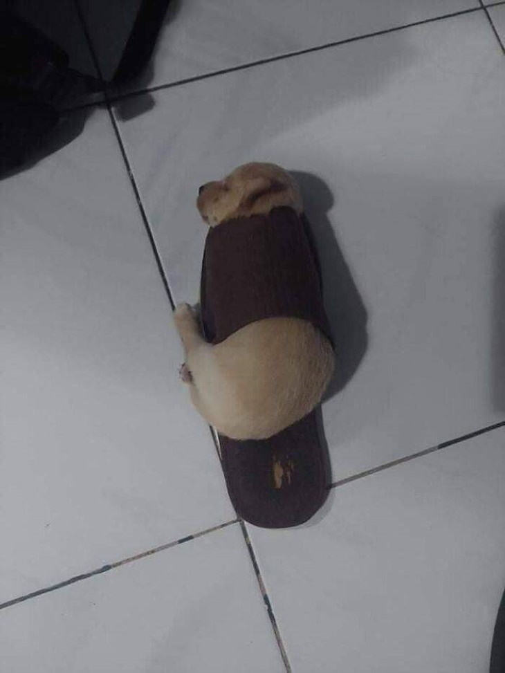 Funny Animals puppy sleeping in a slipper