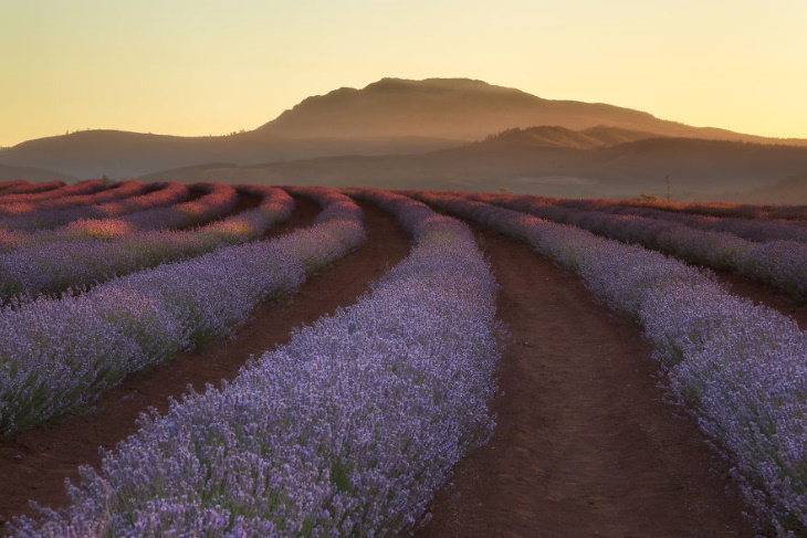 Scenic Mountain Landscapes by Marta Kulesza and Jack Bolshaw Bridestowe Lavender Estate, Tasmania, Australia