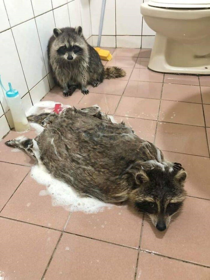 Funny Animals bathed raccoon